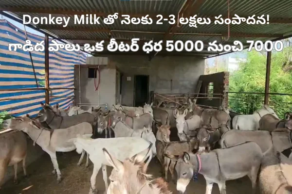 Donkey Milk: సరిగా చదువుకోపోతే గాడిదలు కాచుకోవచ్చు.. నెలకు 2-3 లక్షలు సంపాదించు కోవచ్చు!